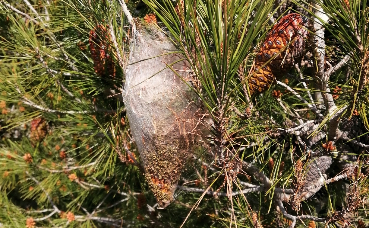 Ordinanza sindacale n.4/2021 - Attivit&agrave; preventiva contro la processionaria del pino