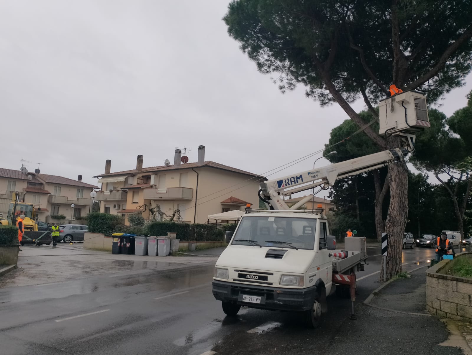 Test pini Cafaggio