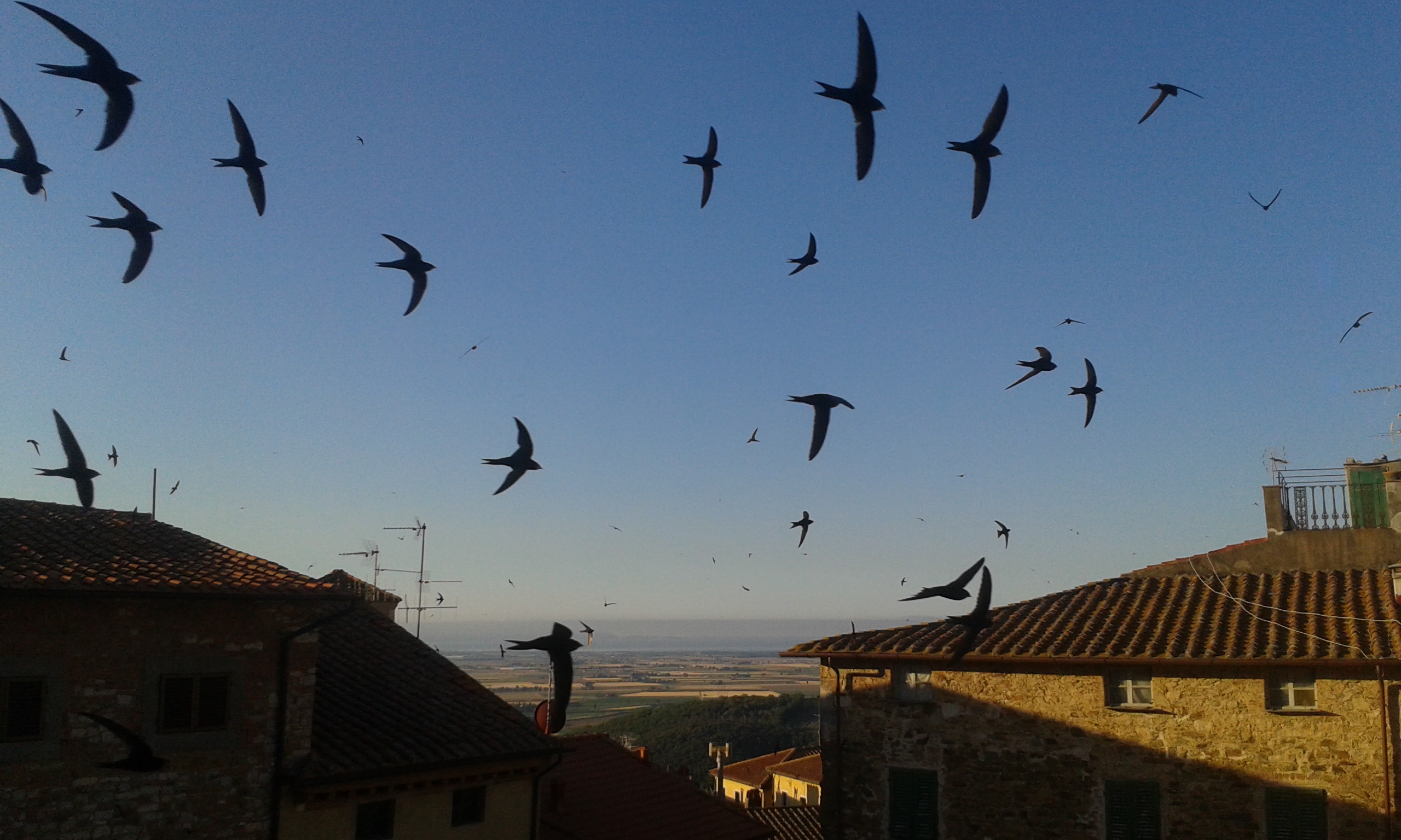 Un volo di rondoni su campiglia marittima
