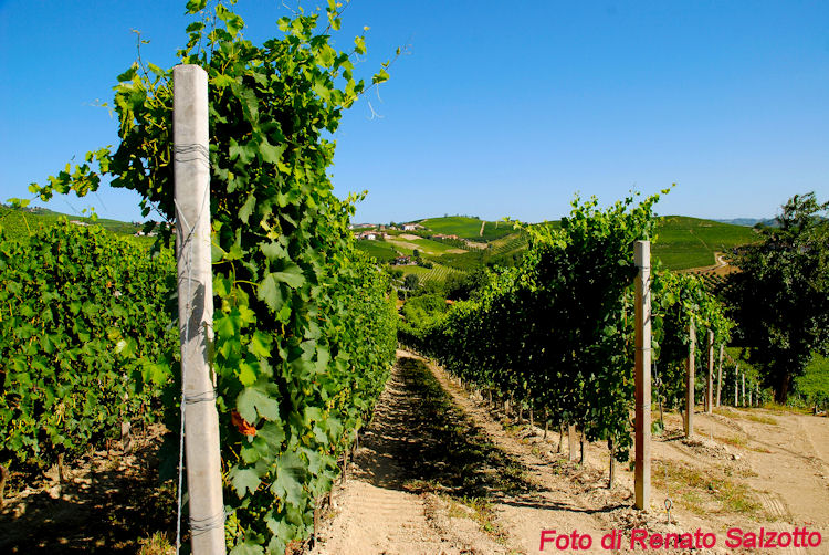 Bollettivo fitosanitario della provincia di Livorno a cura di Agroambiente Toscana