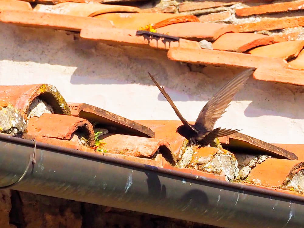 Festival dei Rondoni: torna l\'appuntamento annuale di approfondimento il 15 giugno