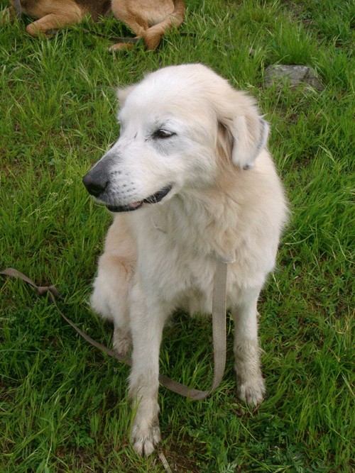 In Toscana mai pi cani alla catena, lo vieta il nuovo regolamento approvato dalla giunta regionale