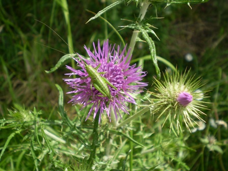 L\'Avis organizza la tradizionale festa di primavera