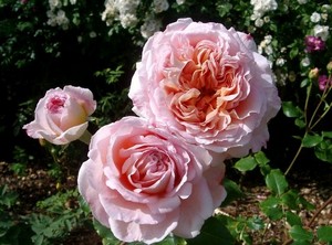 Il parco che verr&agrave;. Assemblea pubblica a Cafaggio il 19 ottobre