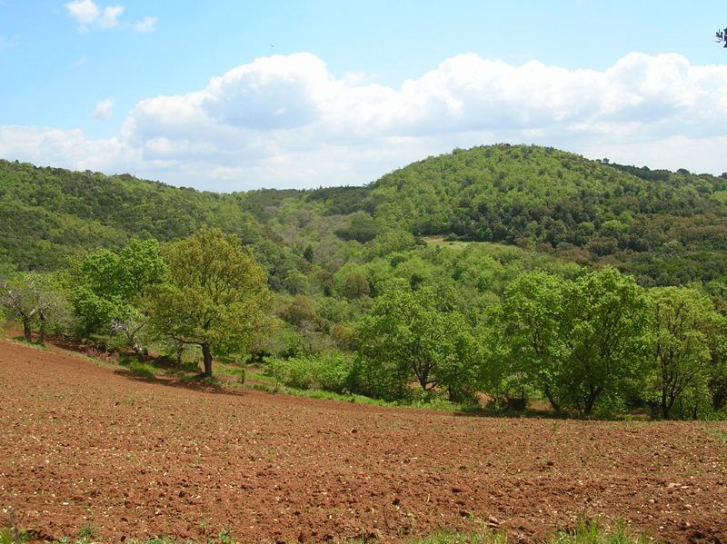 Caccia al cinghiale: parte il 1 novembre, nullaosta della provincia per l\'inizio gioved&igrave; 1 novembre