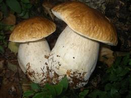 Nuove norme e tariffe per la raccolta dei funghi