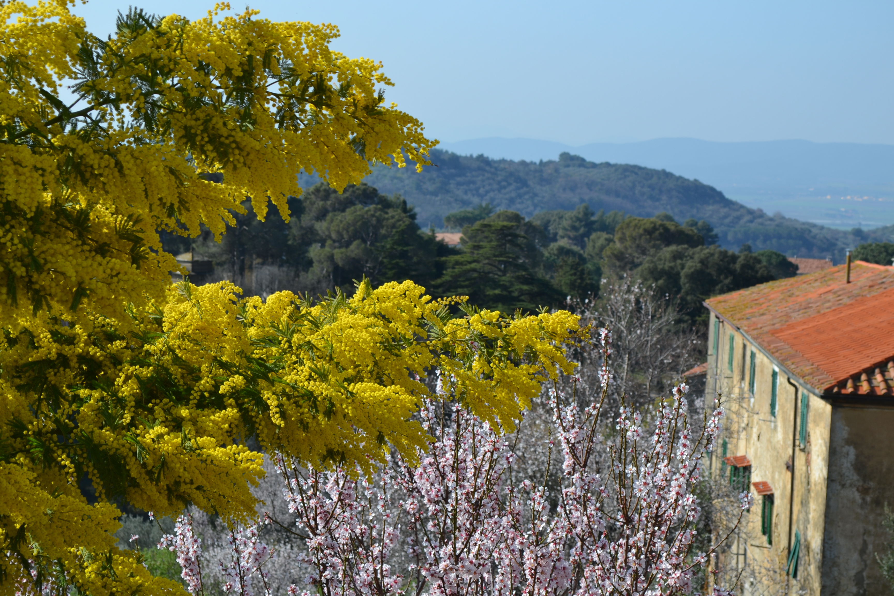 mimosa e mandorli in via Santa Maria