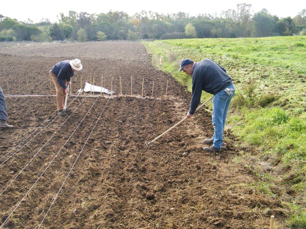 Anche Campiglia nel progetto "Grani antichi" con la Parchi e l\'Universit&agrave; di Firenze