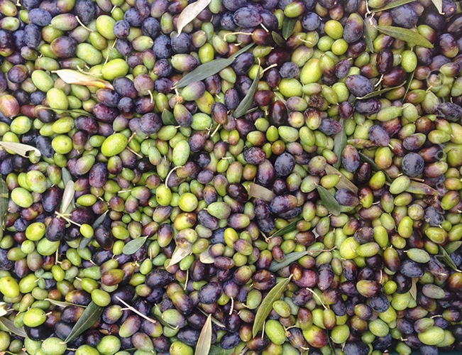 Bollettino fitosanitario di Agroambiente valido fino al 26 ottobre e consigli per la raccolta e lo stoccaggio delle olive