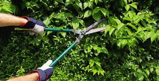 SFALCI E POTATURE: &egrave; attivo il ritiro gratuito a domicilio