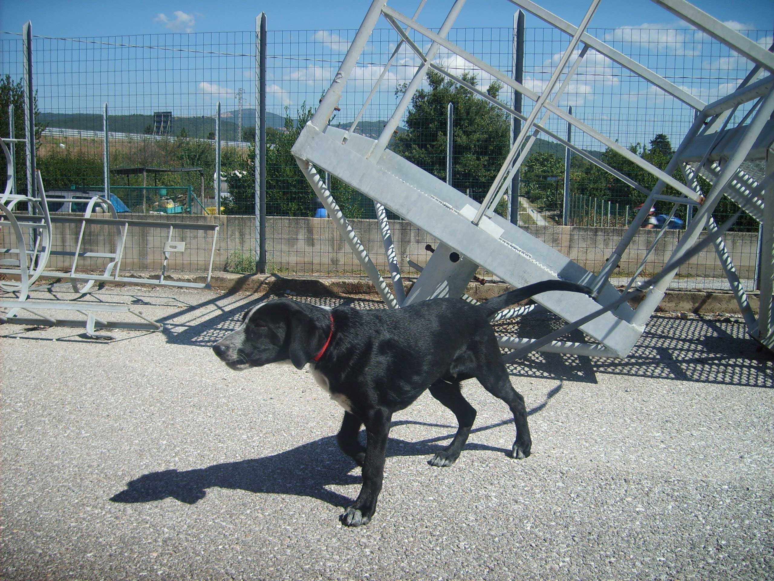 Un cagnolino da adottare