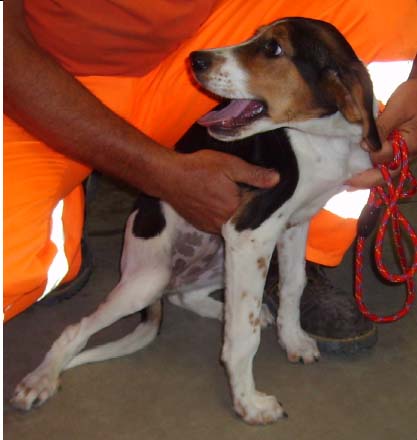 Cagnolino cerca casa