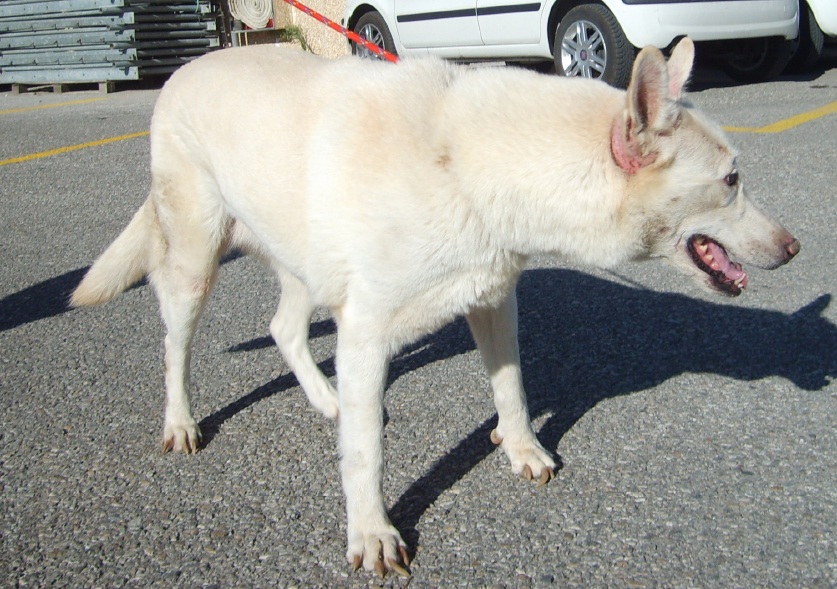 La meticcia randagia bianca &egrave; tornata a casa