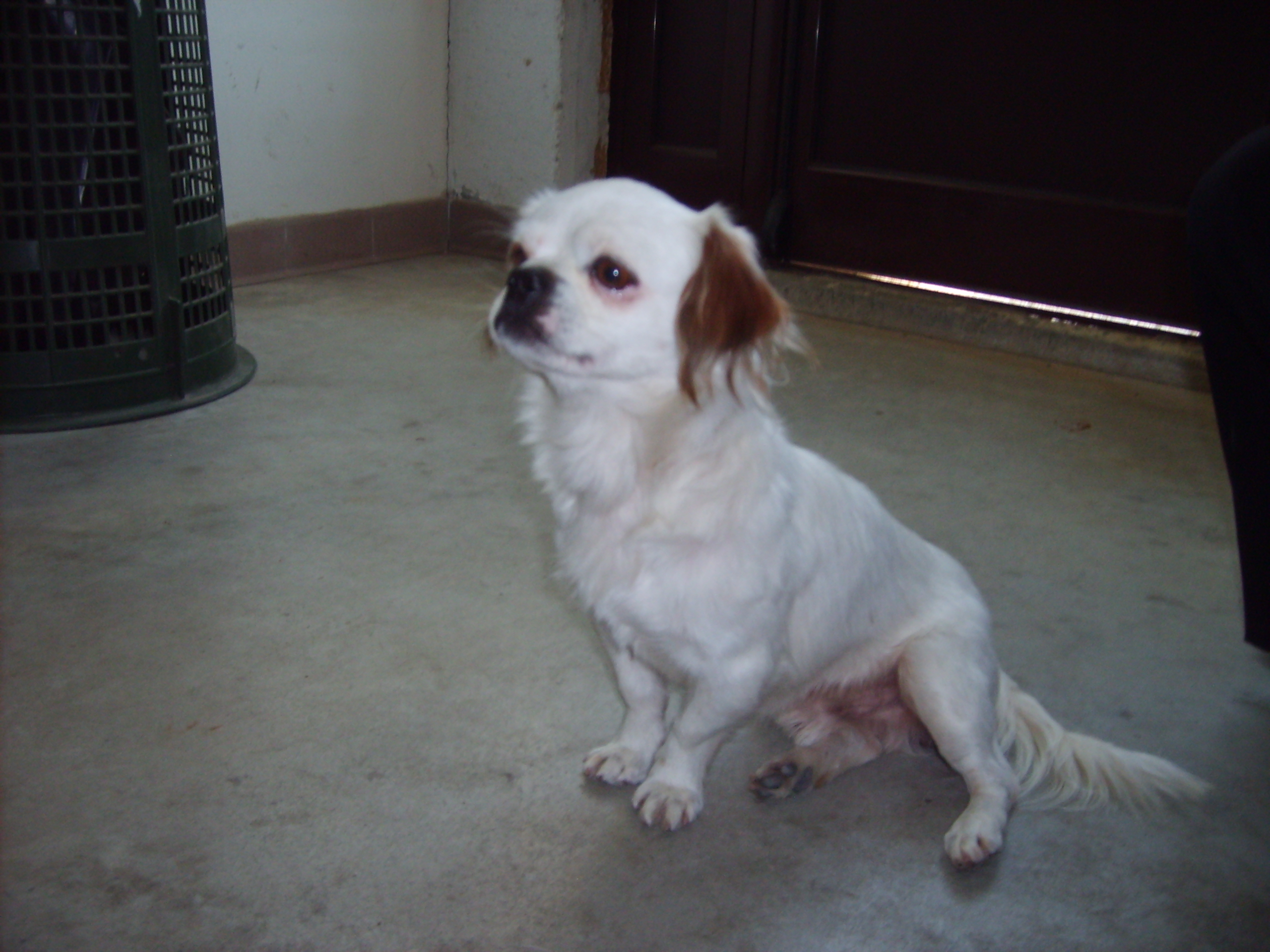 Smarrito cane in via dei Mille