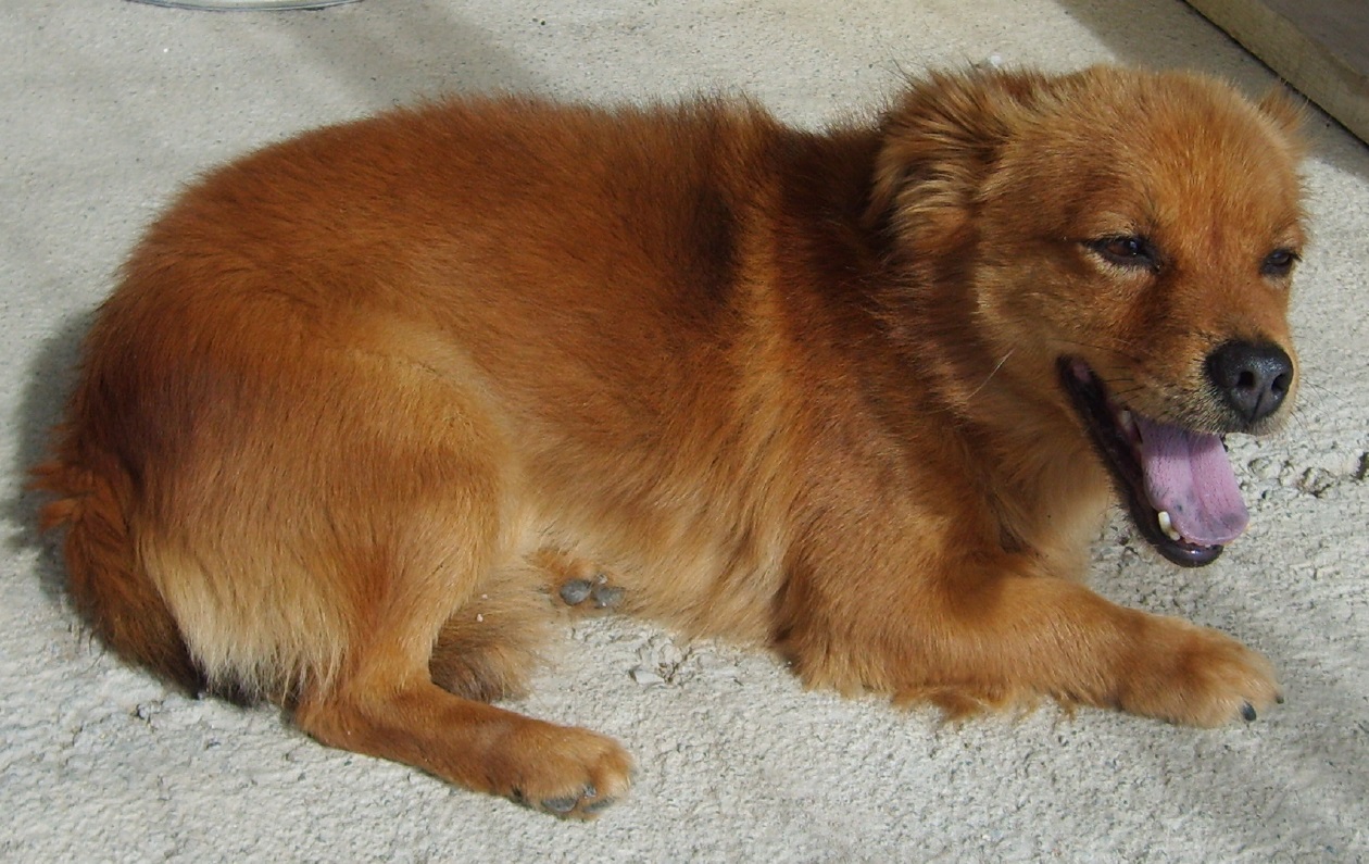 Cucciolo rosso focato cerca casa