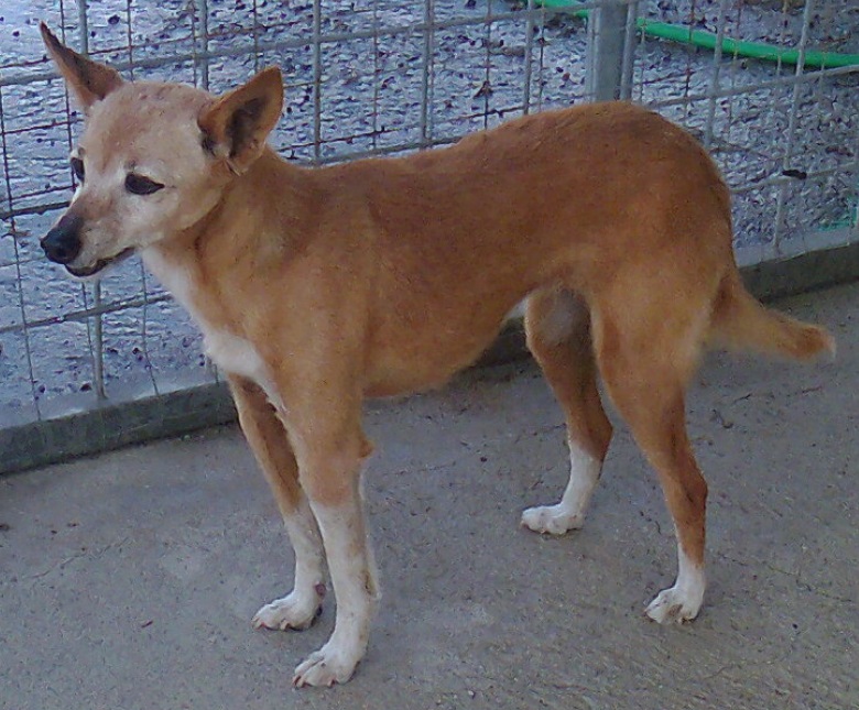 La cagnolina  smarrita ha ritrovato il proprietario