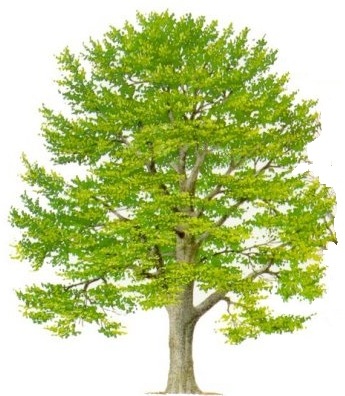 Indagine esplorativa della Regione Toscana sull\'uso delle biomasse in ambito domestico