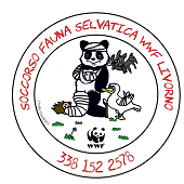 Fauna selvatica ferita: ecco a chi segnalare